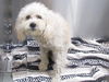 adoptable Dog in  named LOVERBOY