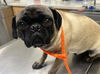 adoptable Dog in  named TAISSA