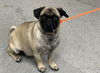 adoptable Dog in  named TAWNY