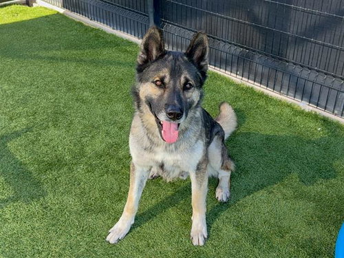 ROVER - German Shepherd Dog available for adoption