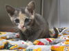 adoptable Cat in  named DELILAH
