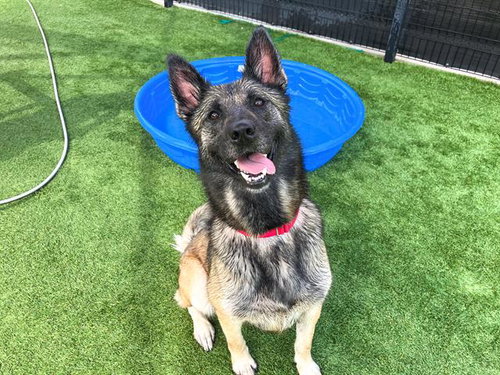 MARIA - German Shepherd Dog available for adoption
