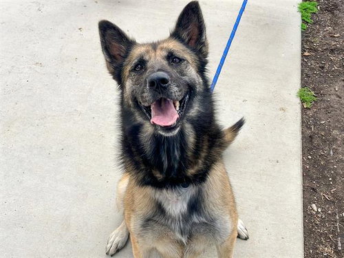 MARIA - German Shepherd Dog for adoption in Santa Ana