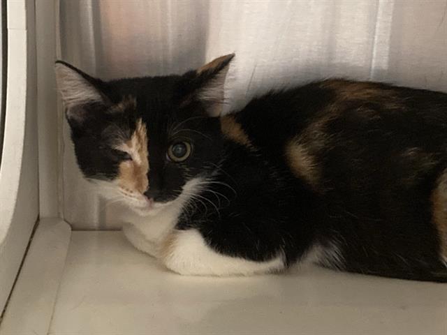adoptable Cat in Orange, CA named SPIN