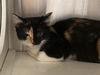 adoptable Cat in  named SPIN