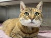 adoptable Cat in  named JILL