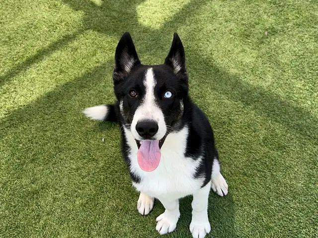 Clay - Siberian Husky