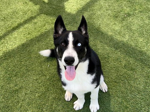 CLAY - Siberian Husky available for adoption