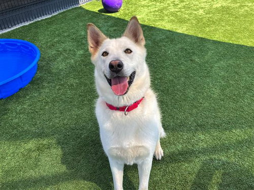 GOLDIE - German Shepherd Dog available for adoption