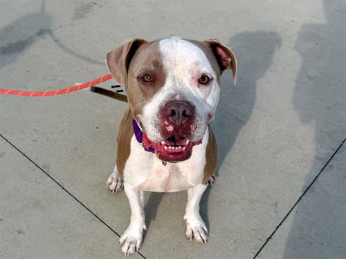 picture of the dog needing adoption