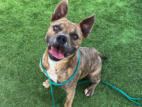 BARABOO - Pit Bull Terrier available for adoption