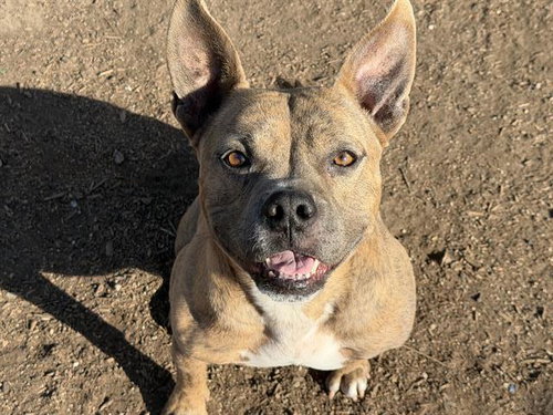 BARABOO - Pit Bull Terrier available for adoption
