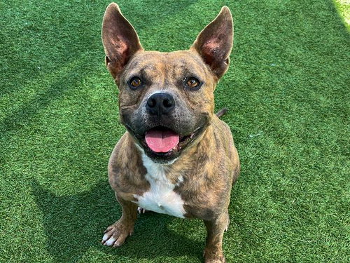BARABOO - Staffordshire Bull Terrier for adoption in Santa Ana