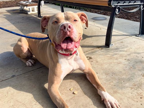 TRUCKSTOP - Pit Bull Terrier available for adoption