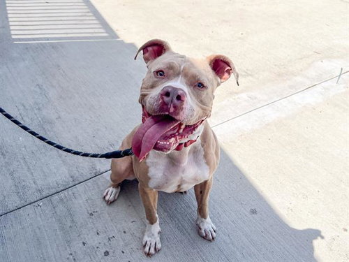 TRUCKSTOP - Pit Bull Terrier for adoption in Santa Ana
