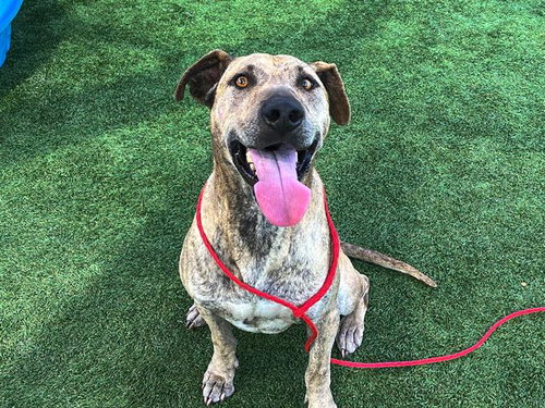PASEO - Pit Bull Terrier / Labrador Retriever available for adoption