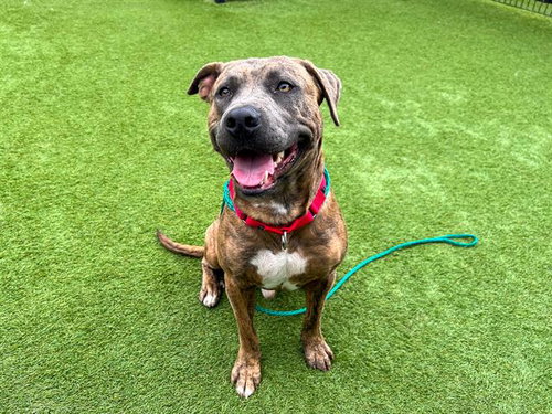 BANNER - Pit Bull Terrier available for adoption