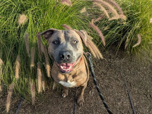 BANNER - Pit Bull Terrier available for adoption