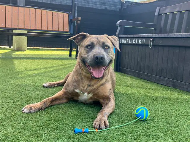 Banner - Pit Bull Terrier