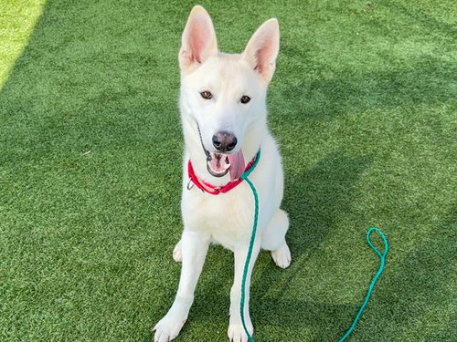 REED - Siberian Husky available for adoption