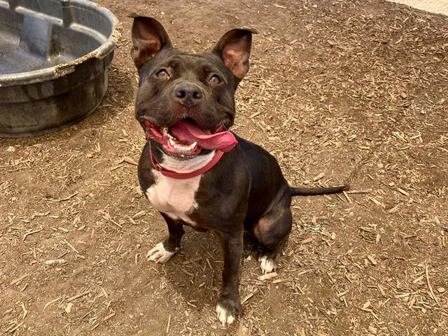 Kathy - Pit Bull Terrier