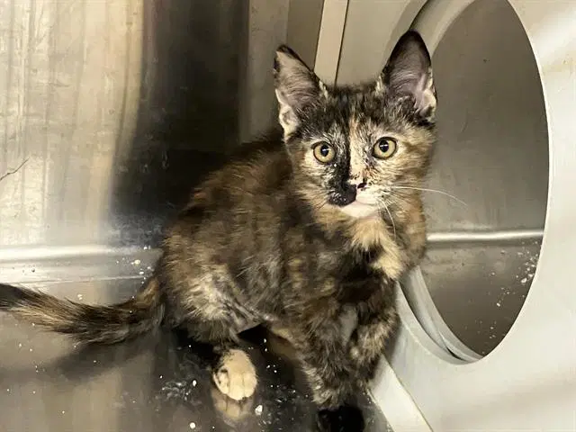 Esmeralda - Domestic Short Hair