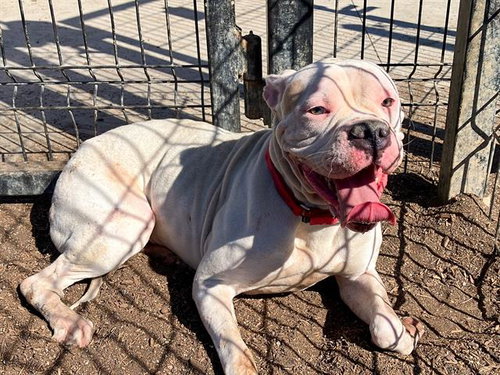 picture of the dog needing adoption