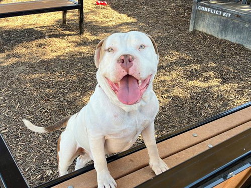 picture of the dog needing adoption
