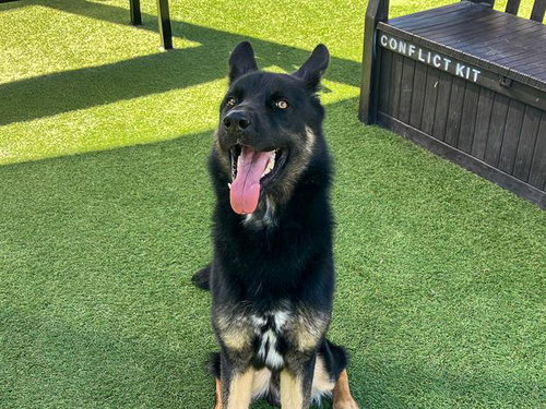 HELIOS - German Shepherd Dog available for adoption