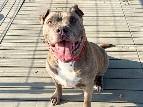 TIGRESS - Pit Bull Terrier available for adoption