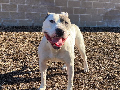 CASS - Pit Bull Terrier available for adoption