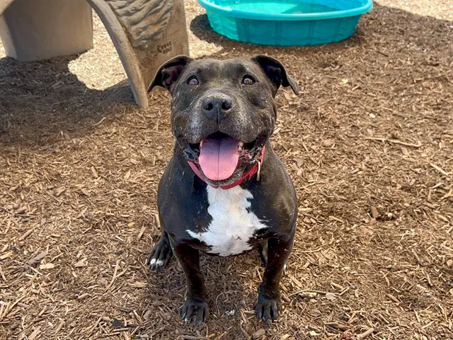 Mimi - Pit Bull Terrier