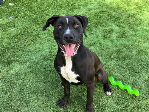 picture of the dog needing adoption