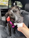 BENTLEY - Photo 1