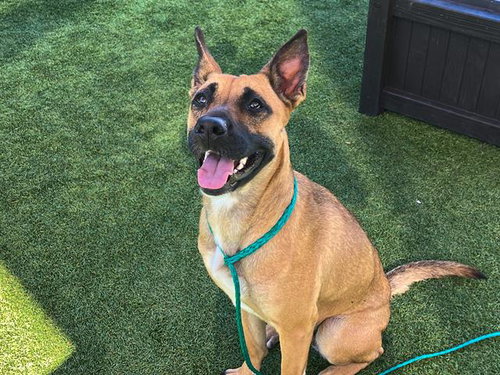picture of the dog needing adoption