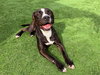 GORDY - Photo 1