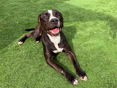 picture of the dog needing adoption