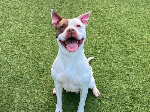 picture of the dog needing adoption