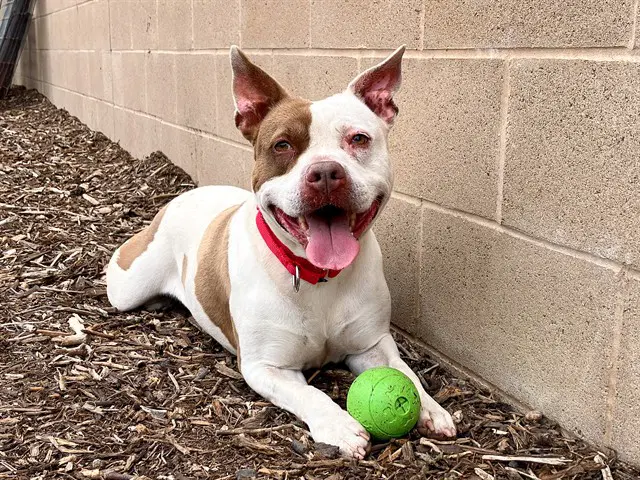 Roca - Pit Bull Terrier