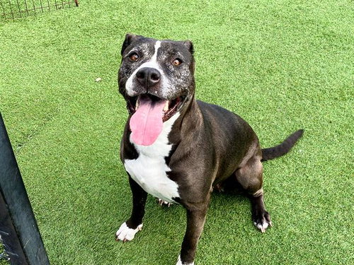 picture of the dog needing adoption