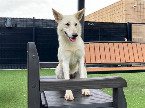ALPINE - German Shepherd Dog / Siberian Husky available for adoption