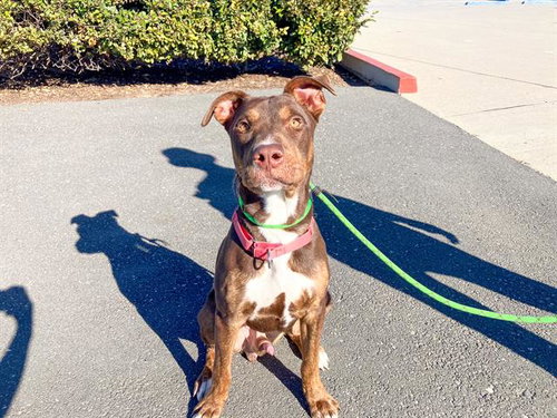 picture of the dog needing adoption