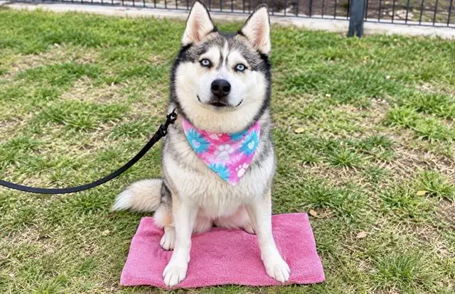 Sheena - Siberian Husky