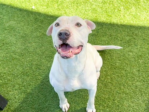 picture of the dog needing adoption