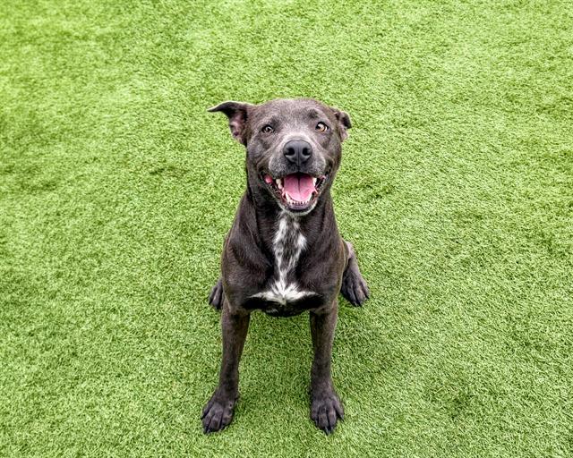 Pit Bull