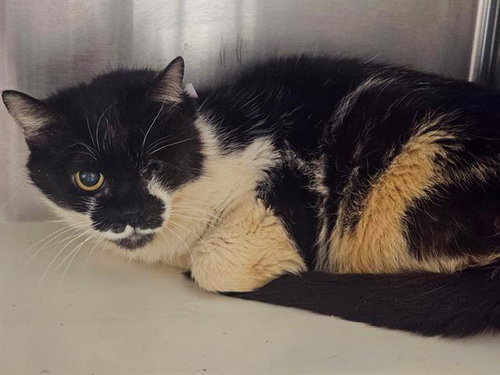 picture of the cat needing adoption