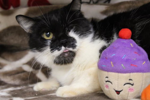 picture of the cat needing adoption