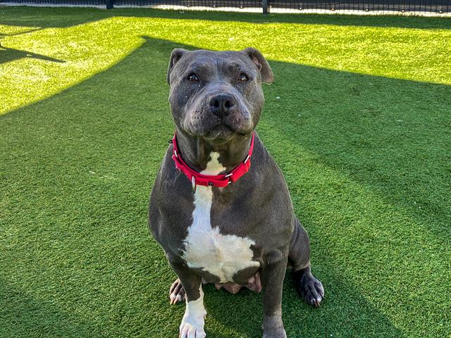 Pit Bull