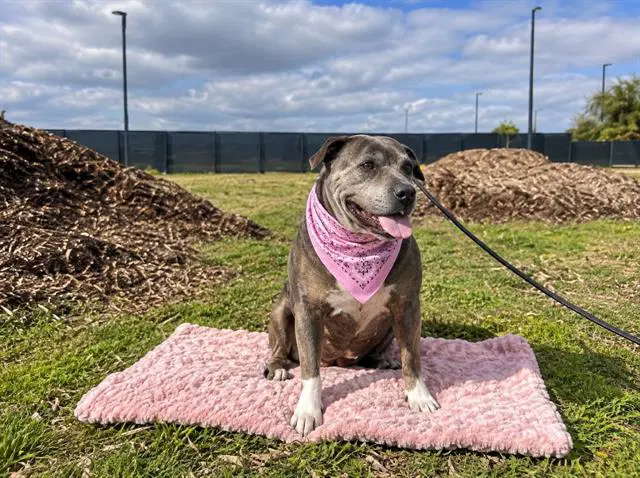 Bertha - Pit Bull Terrier