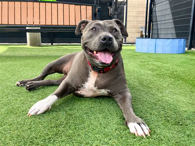 Bertha - Pit Bull Terrier